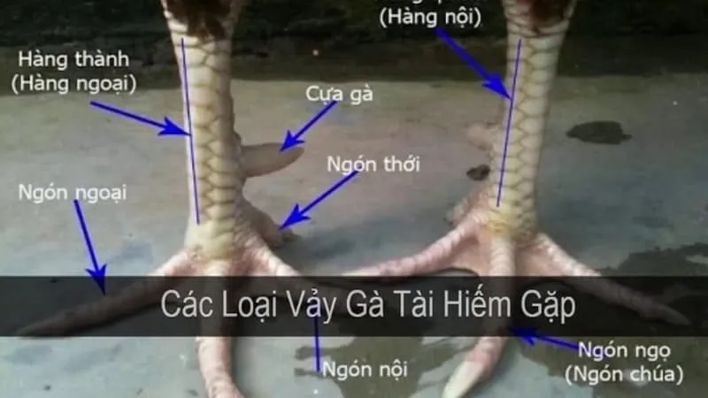 Vảy gà được định nghĩa như thế nào?