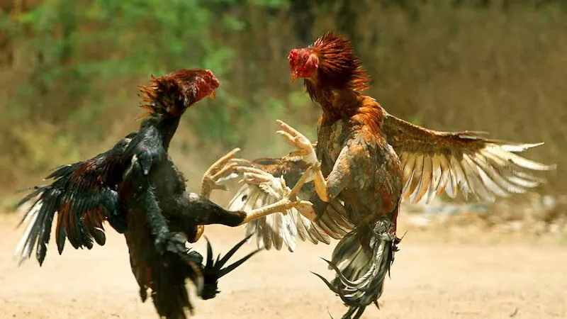 Đá gà mạng là gì