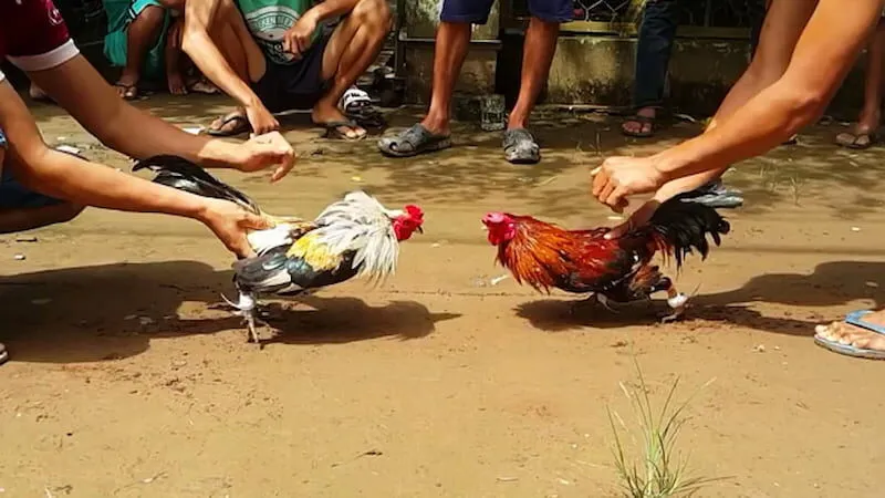 Kinh nghiệm chơi đá gà mạng  